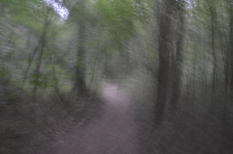 Der Wald der Qualen.JPG